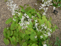 /album/fotogalerie-nabidka/epimedium-stellulatum-wudang-star3-jpg/